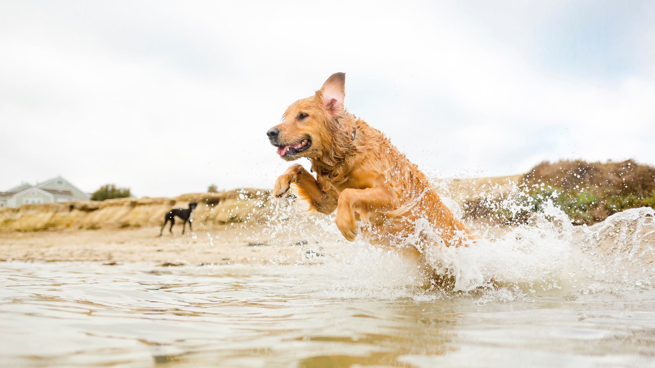 Blog-Zwemmen-met-je-hond-Zo-ga-je-veilig-het-water-in