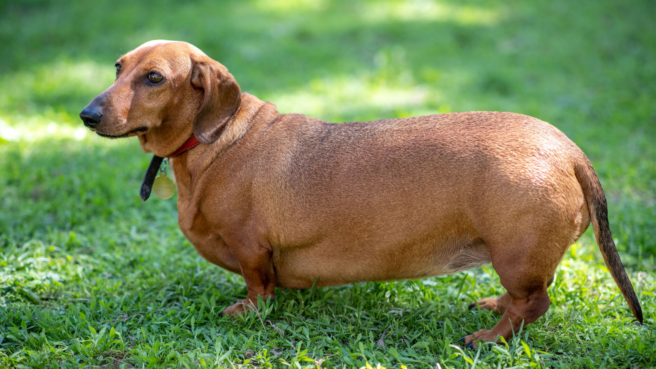 Blog-Heb-je-een-te-dikke-hond-Dit-kun-je-doen