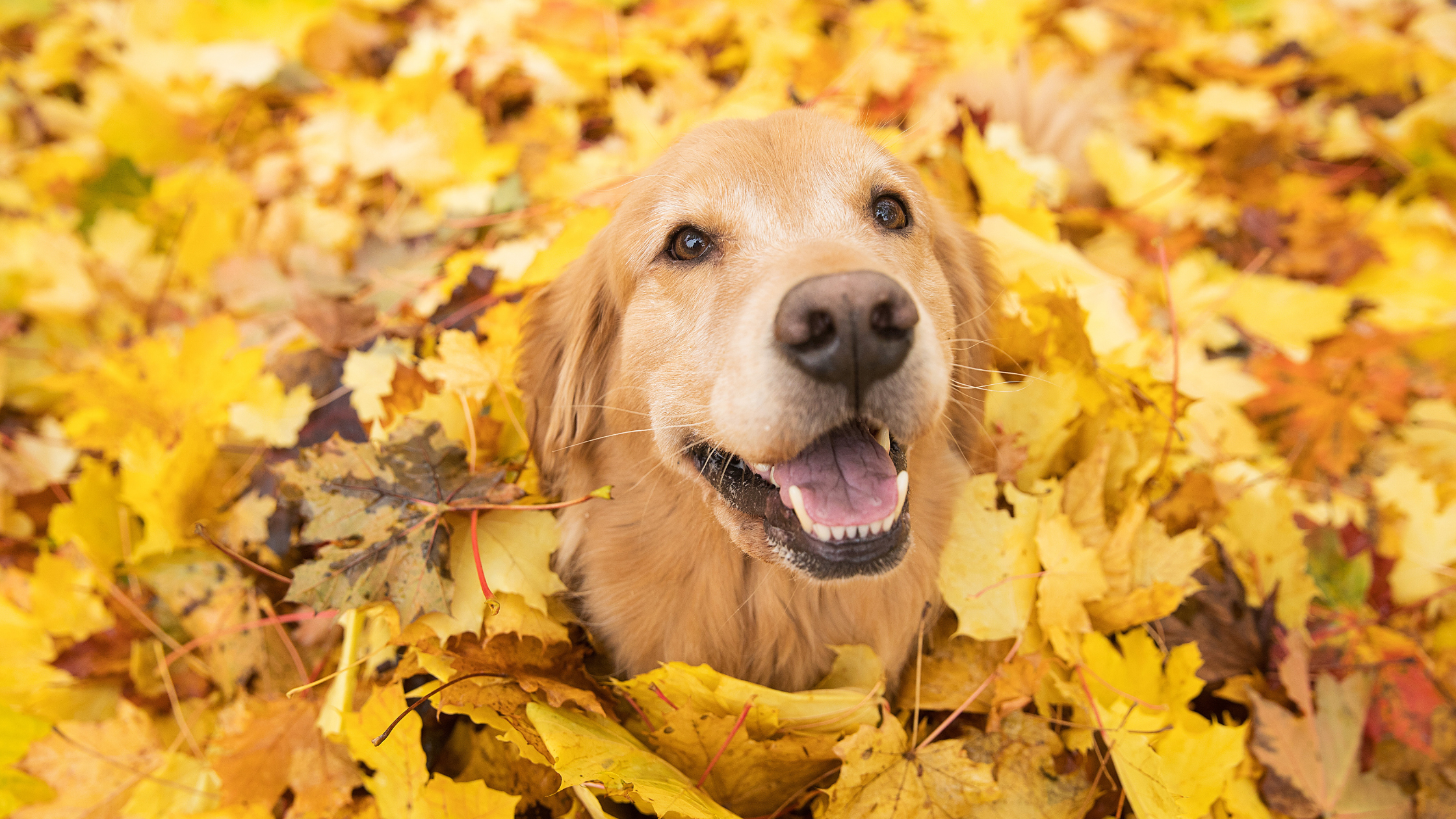 Blog-Goed-voorbereid-de-herfst-in-met-je-huisdier